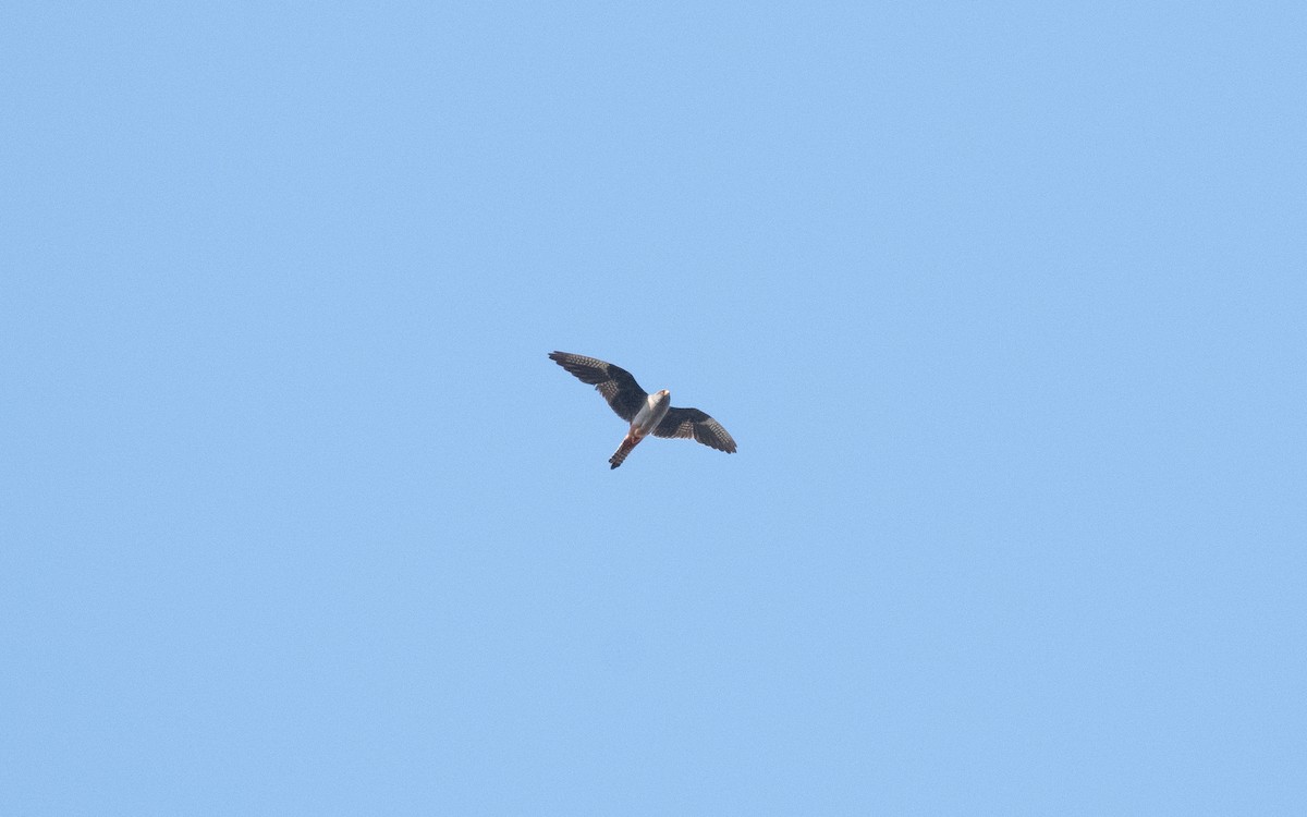 Red-footed Falcon - ML628840357