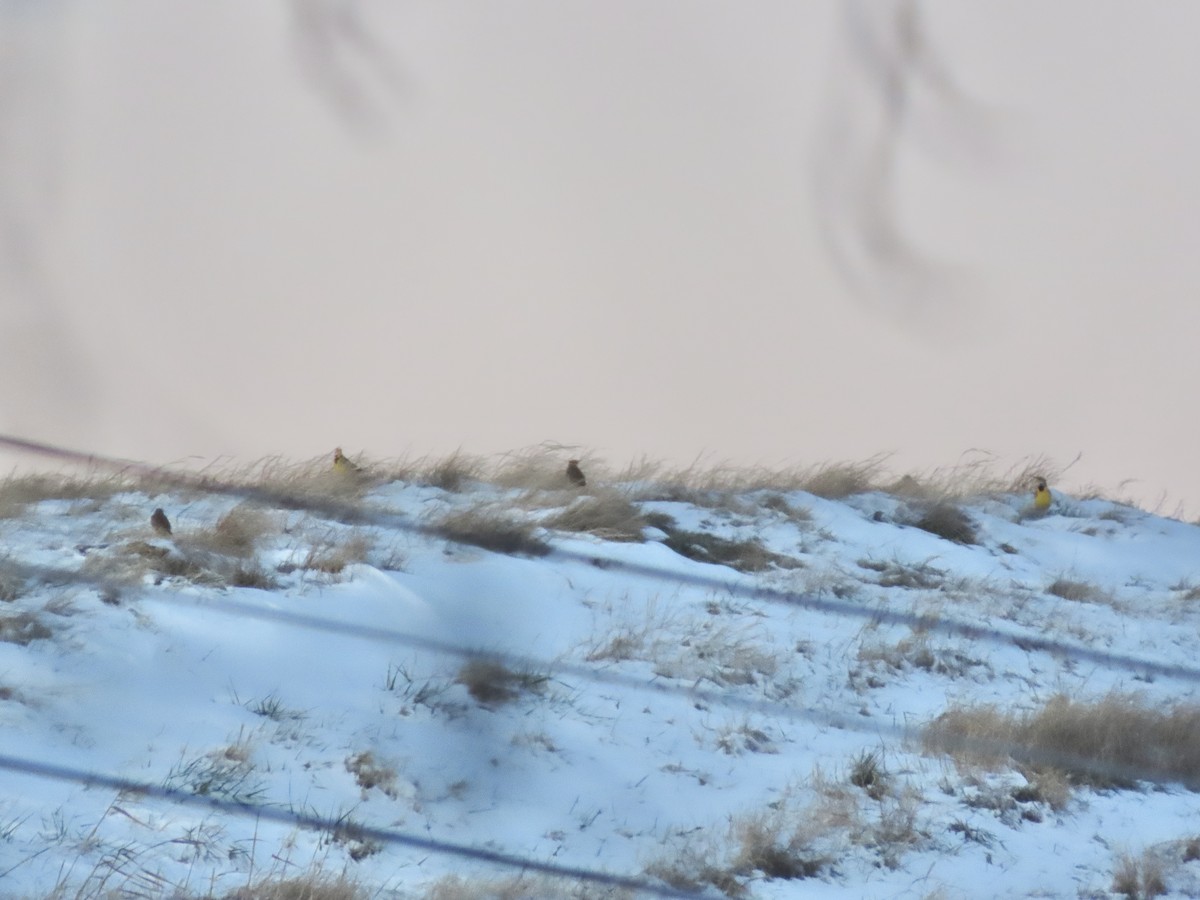 Eastern Meadowlark (Eastern) - ML628840533