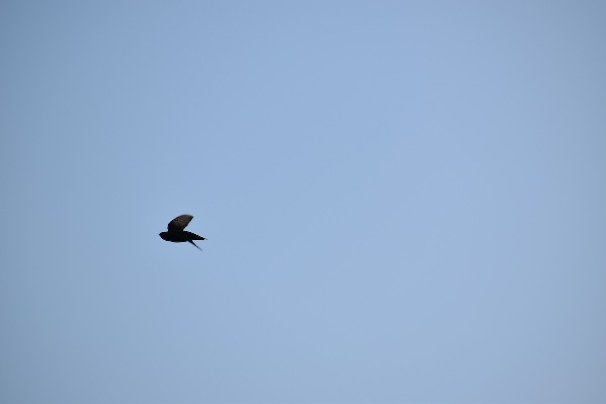 Chimney Swift - ML628840805