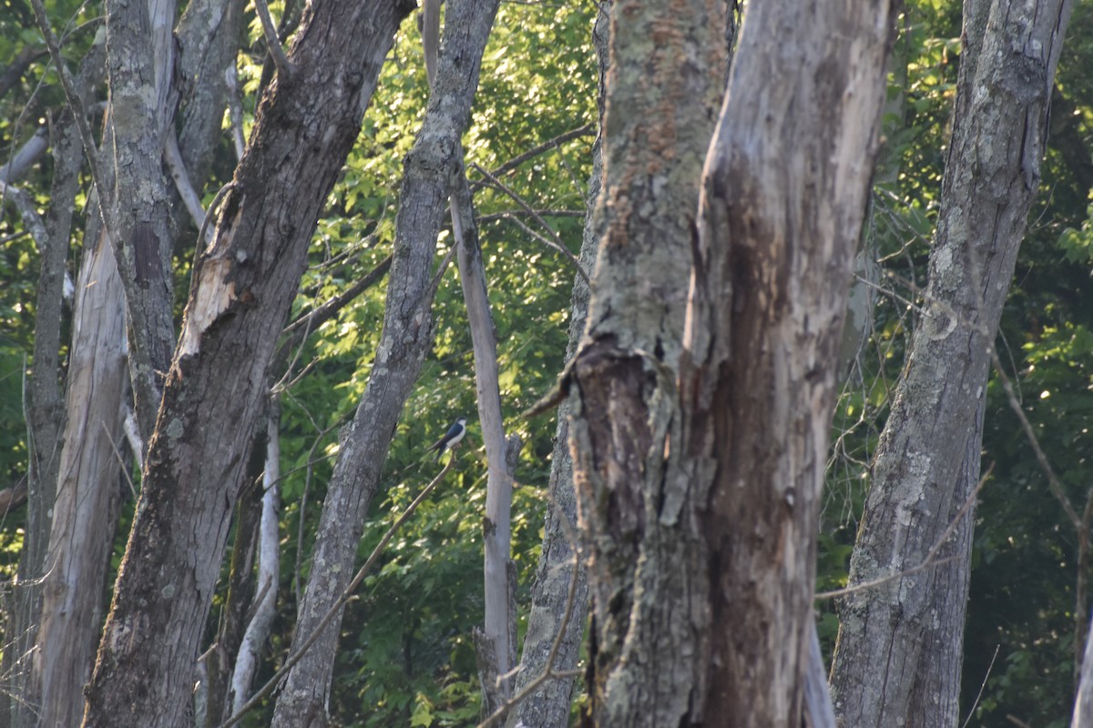 Tree Swallow - ML628841008