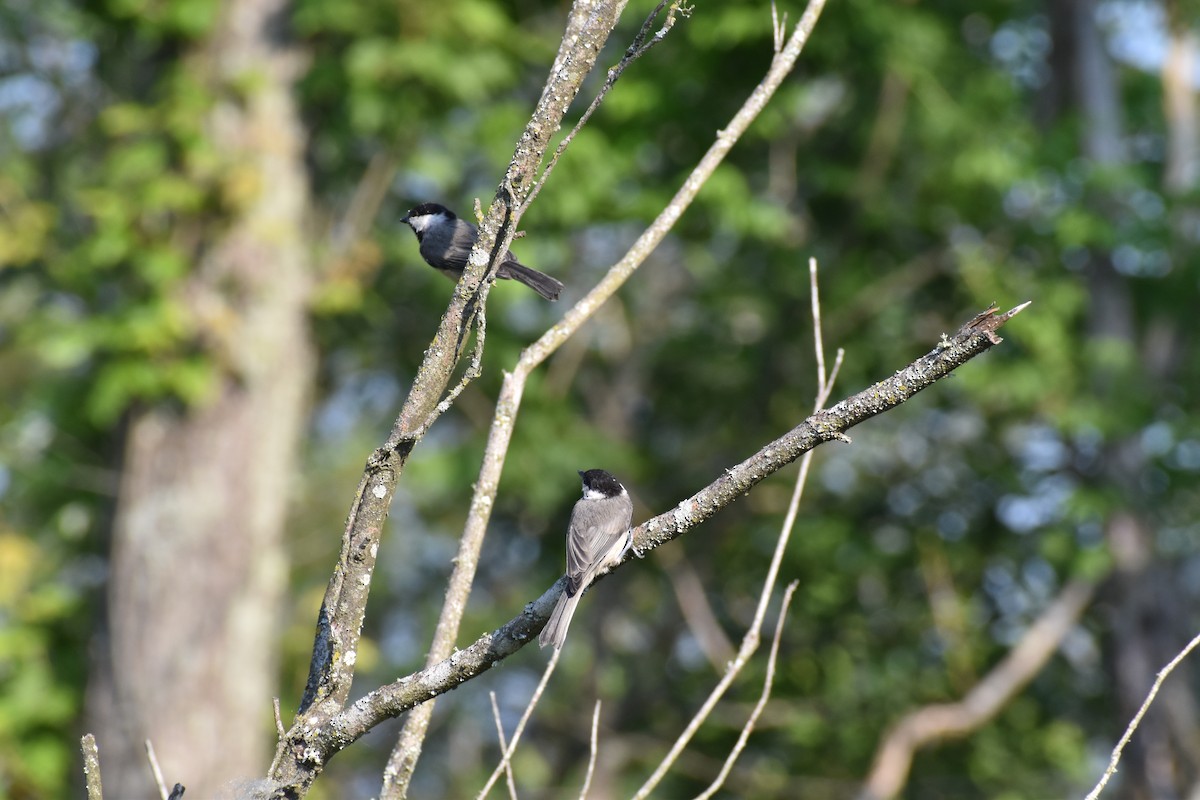 Carolina Chickadee - ML628841049