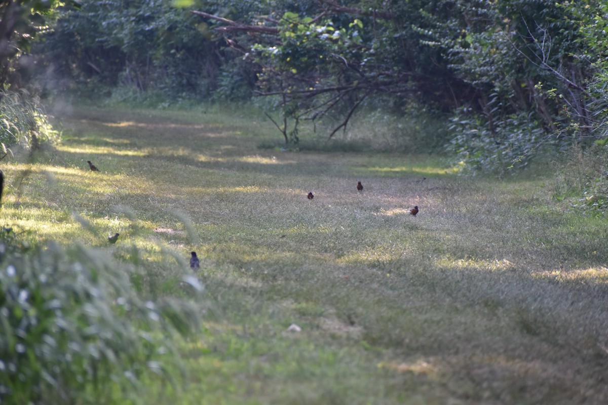American Robin - ML628841086