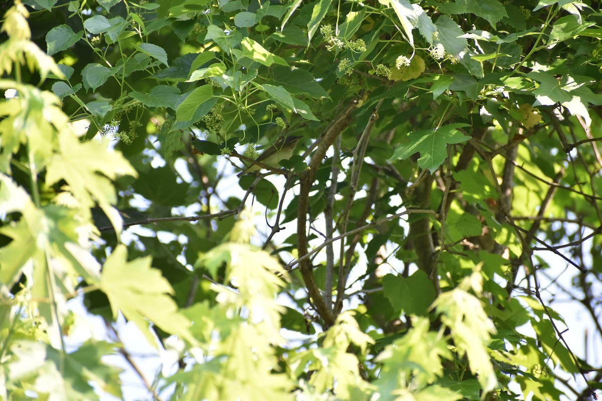 Red-eyed Vireo - ML628841152