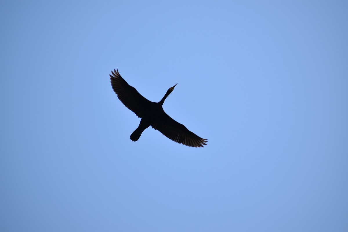 Double-crested Cormorant - ML628841192
