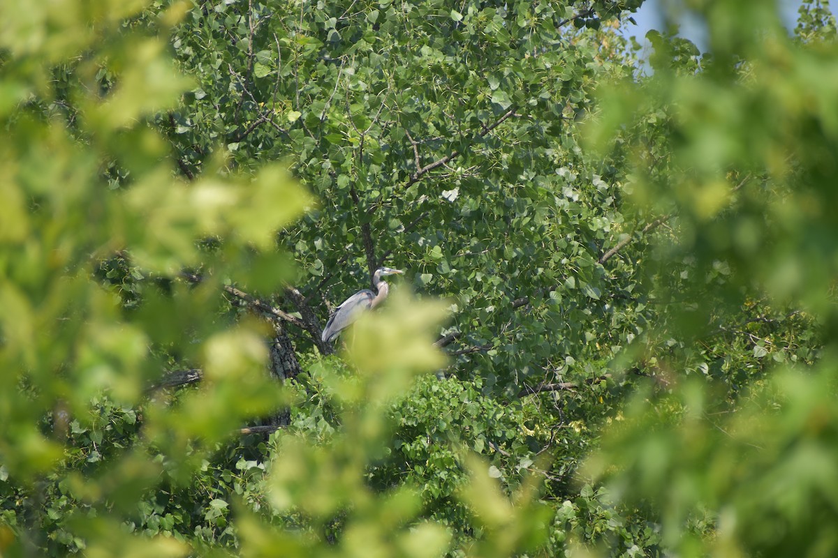 Great Blue Heron - ML628841203