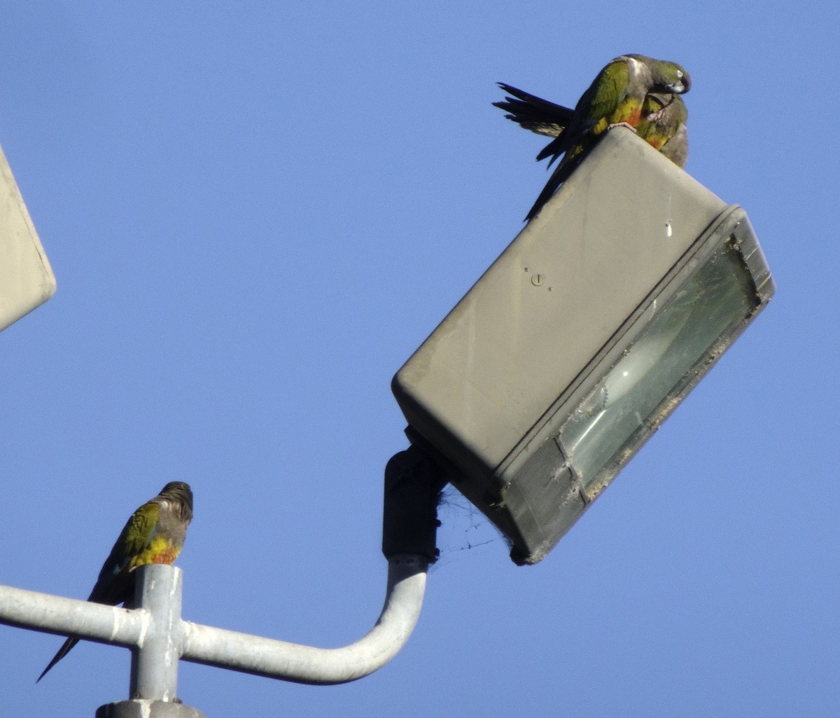 Burrowing Parakeet - ML628841298