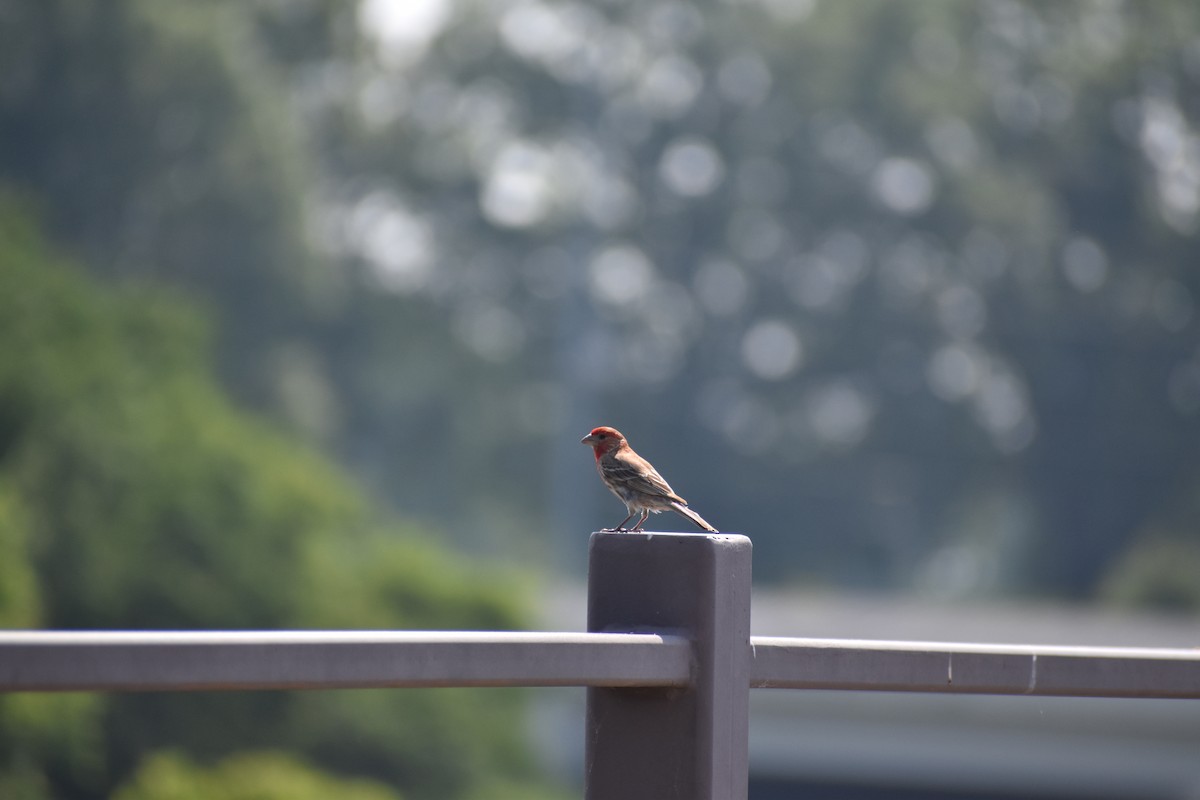 House Finch - ML628841299