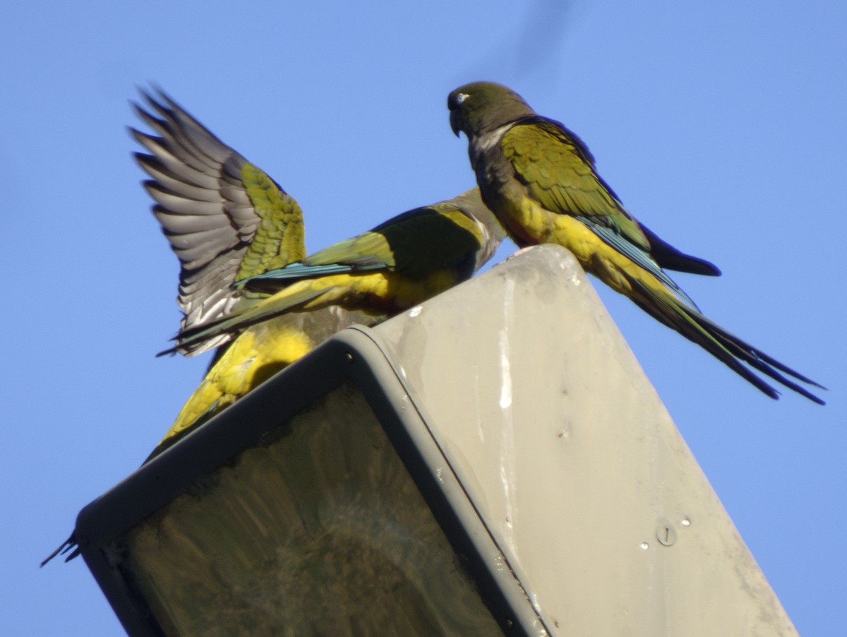 Burrowing Parakeet - ML628841332