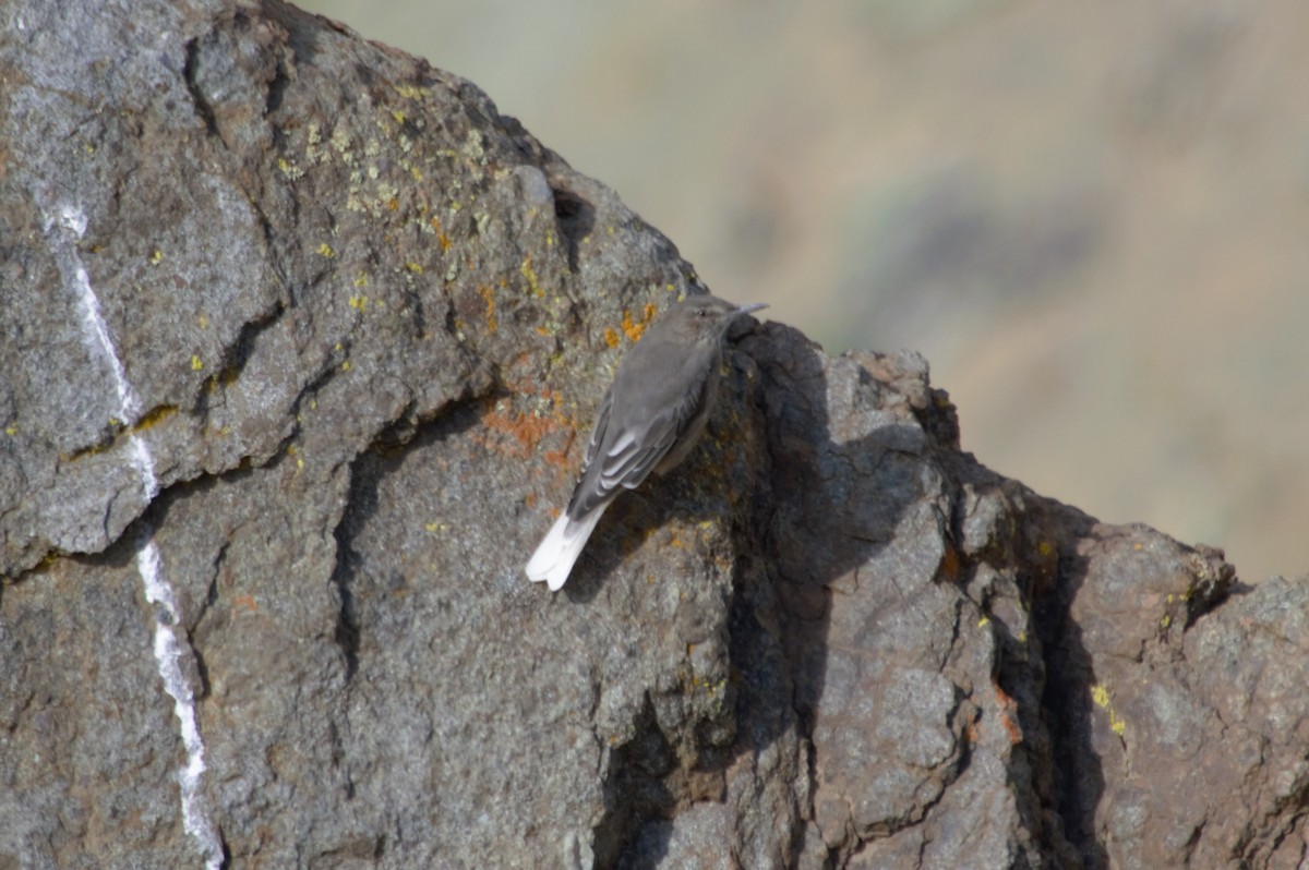 Black-billed Shrike-Tyrant - ML628841506