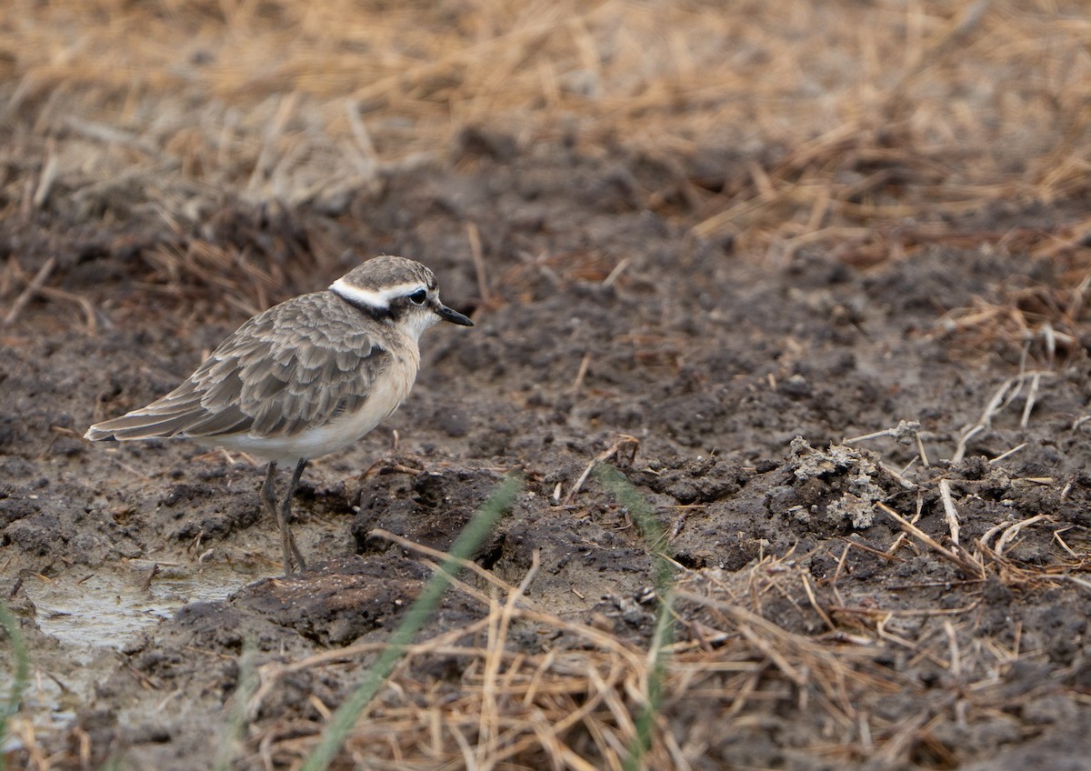 Kittlitz's Plover - ML628841685