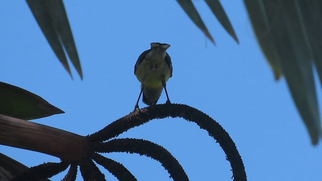 Bananaquit - ML628841931