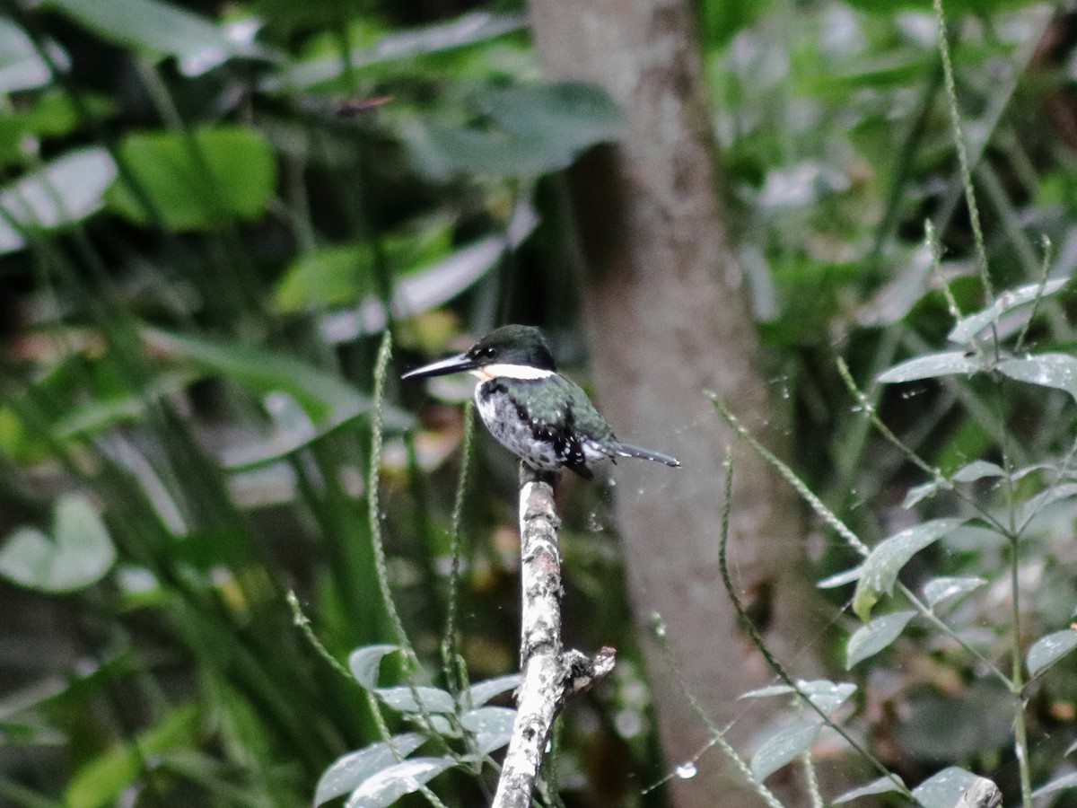 Green Kingfisher - ML628841988