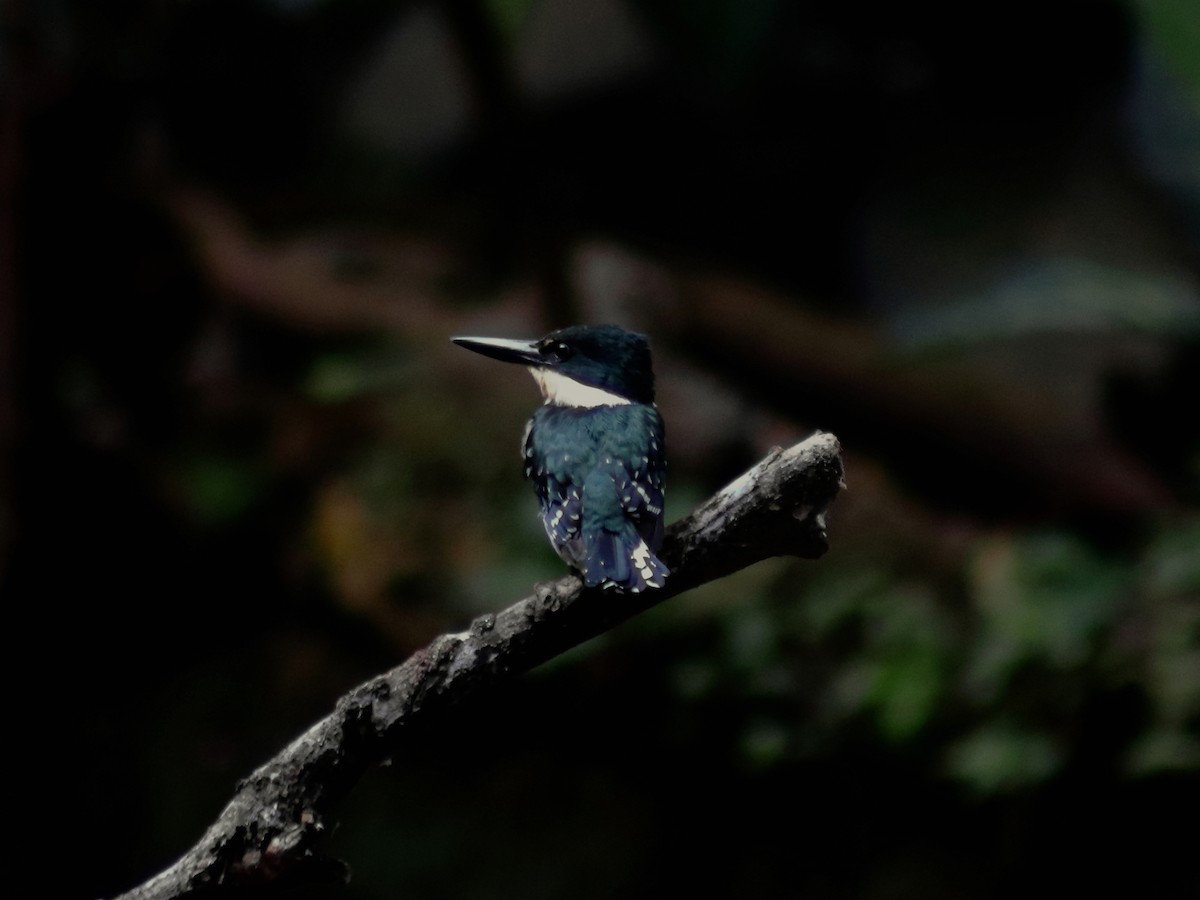 Green Kingfisher - ML628841989