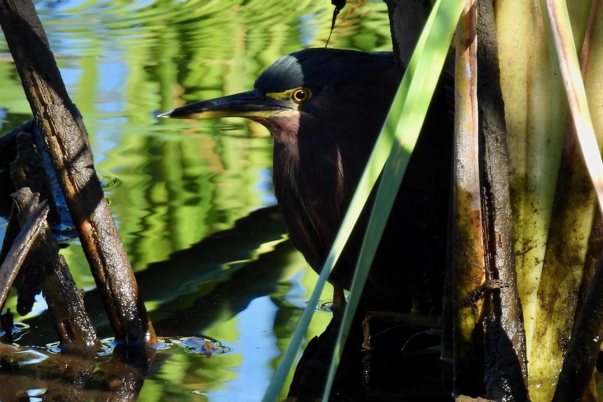 Green Heron - ML628841994