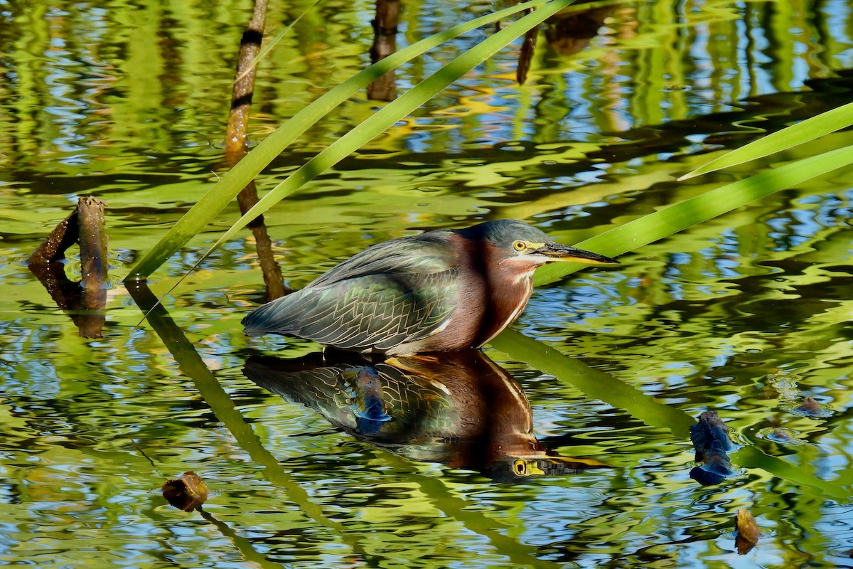 Green Heron - ML628841996