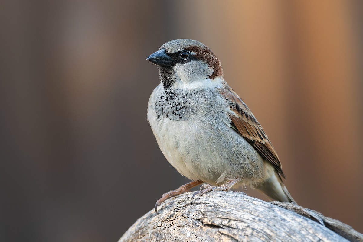 House Sparrow - ML628841997