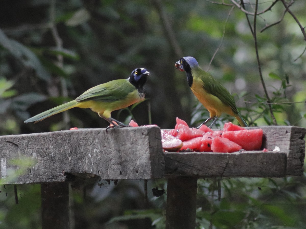 Green Jay - ML628842002