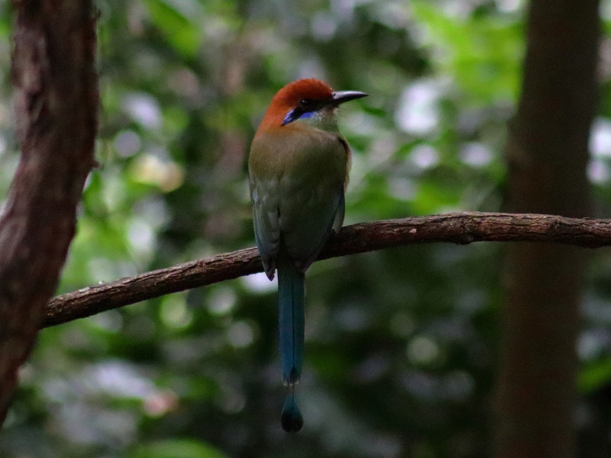 Russet-crowned Motmot - ML628842040