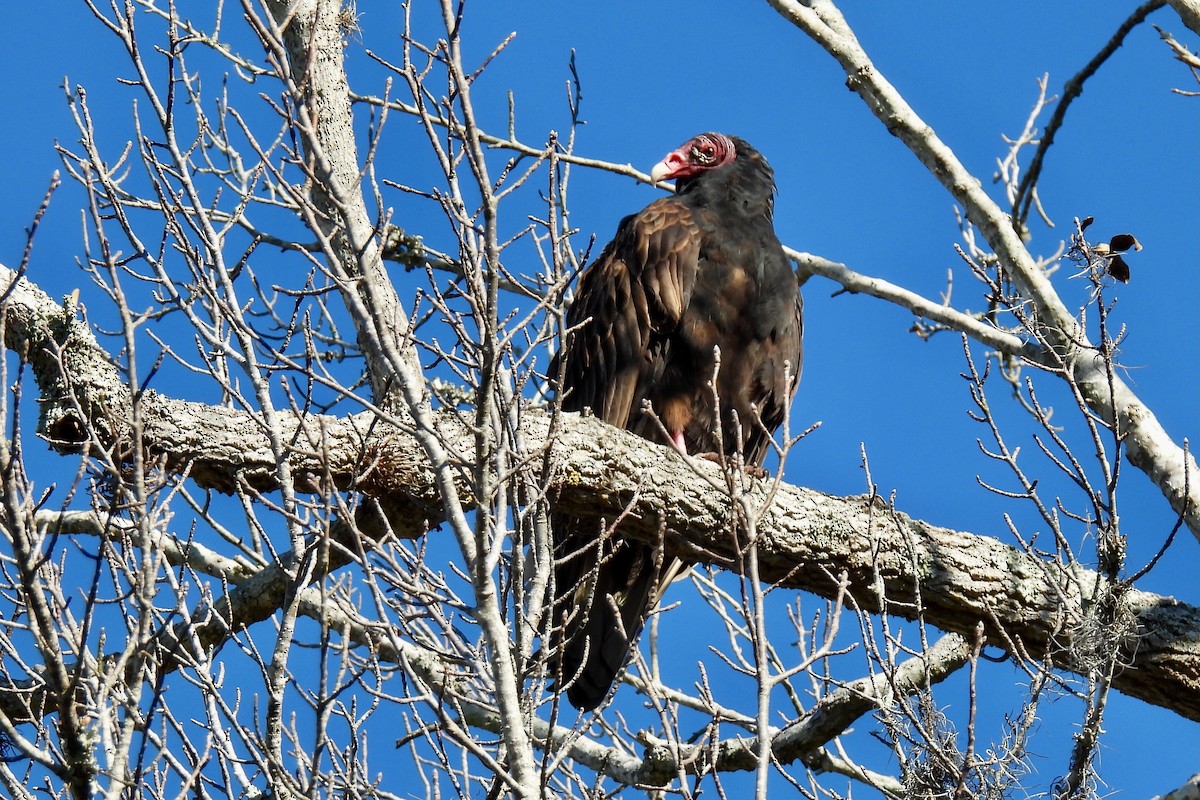 Turkey Vulture - ML628842043