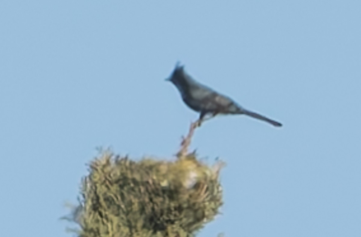 Phainopepla - ML628842045
