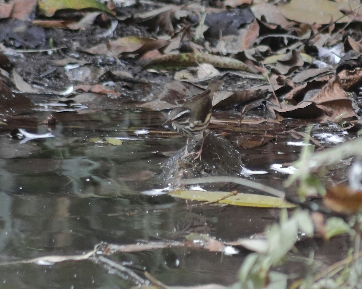 Louisiana Waterthrush - ML628842047