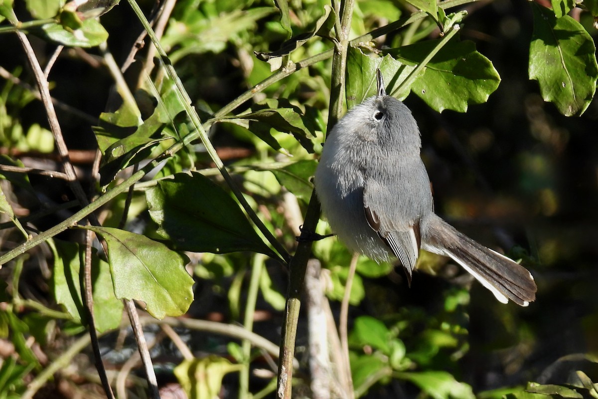 Blue-gray Gnatcatcher - ML628842064
