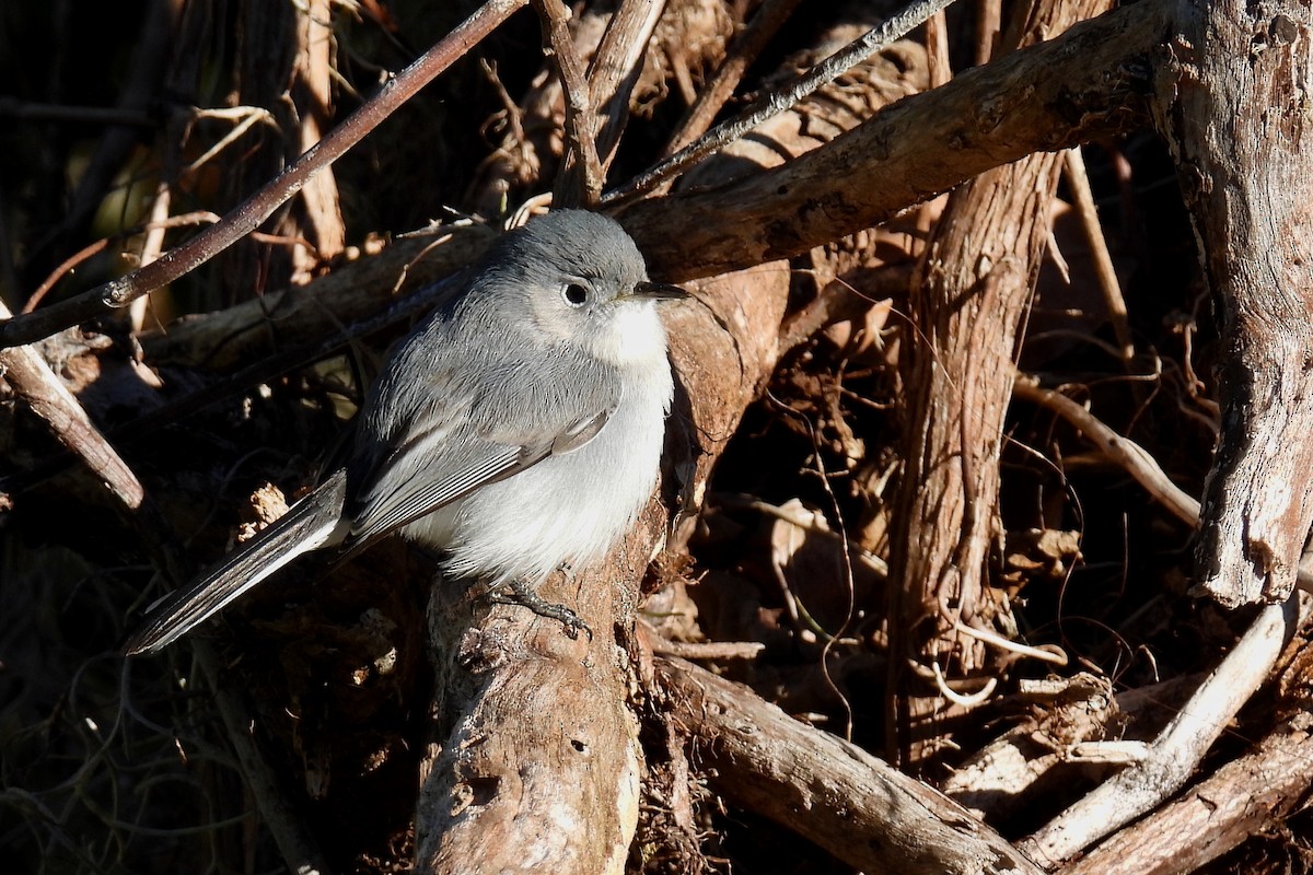 Blue-gray Gnatcatcher - ML628842065