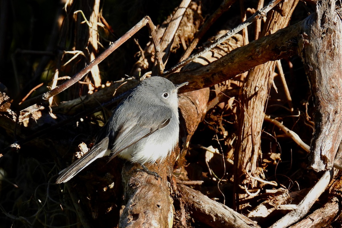 Blue-gray Gnatcatcher - ML628842066