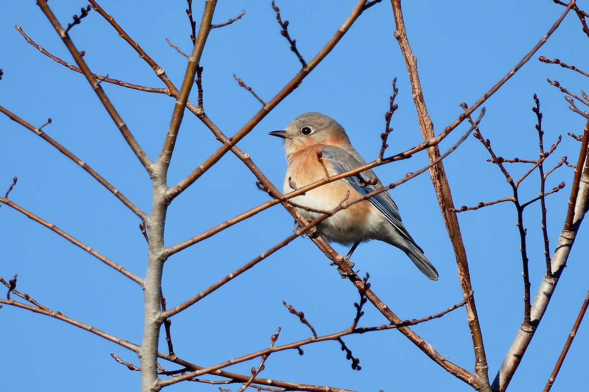 Eastern Bluebird - ML628842077