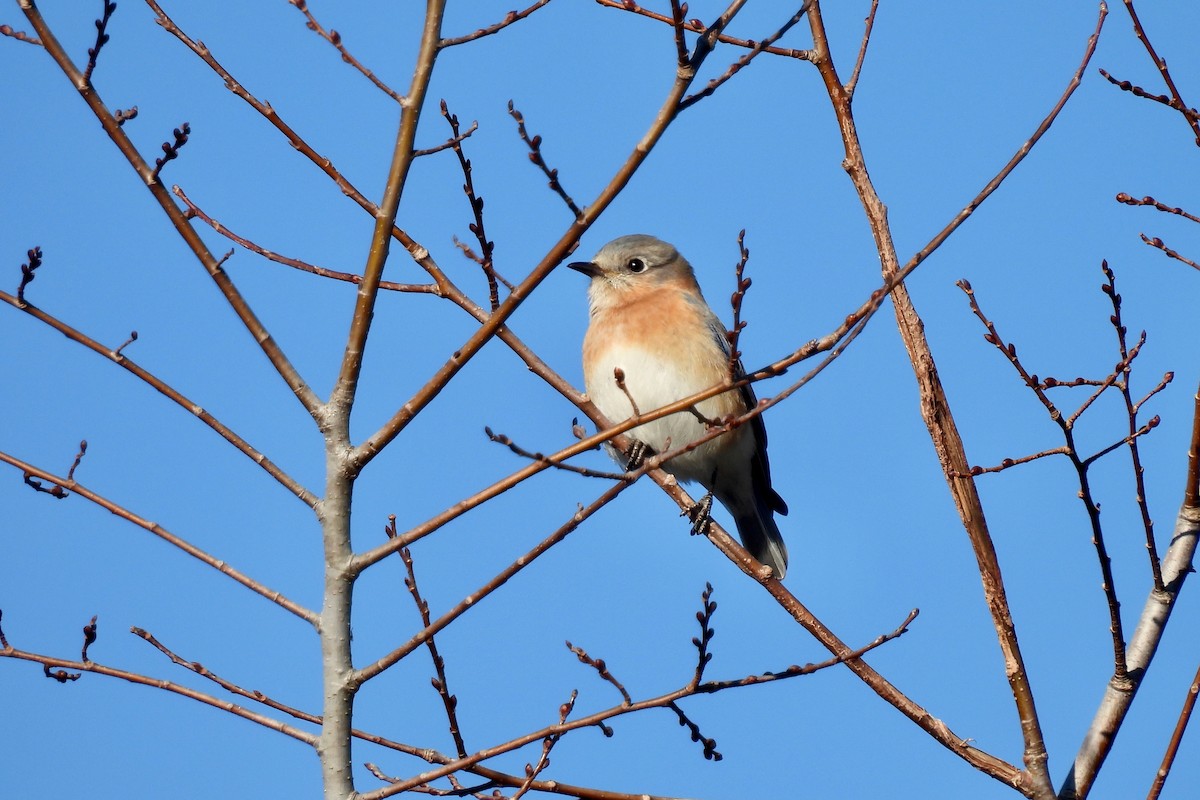 Eastern Bluebird - ML628842078