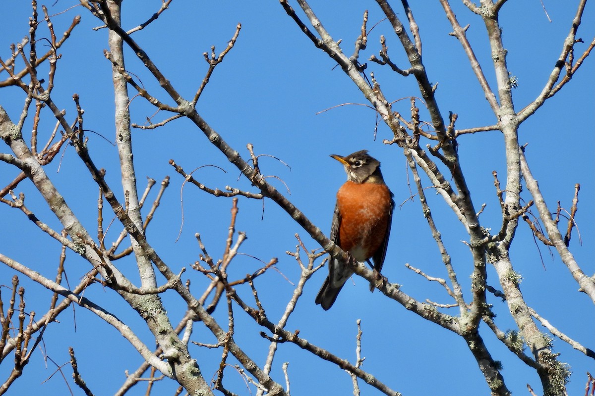 American Robin - ML628842093