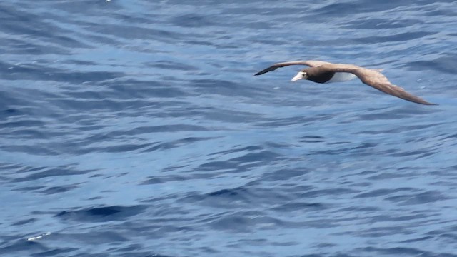 Brown Booby - ML628842098