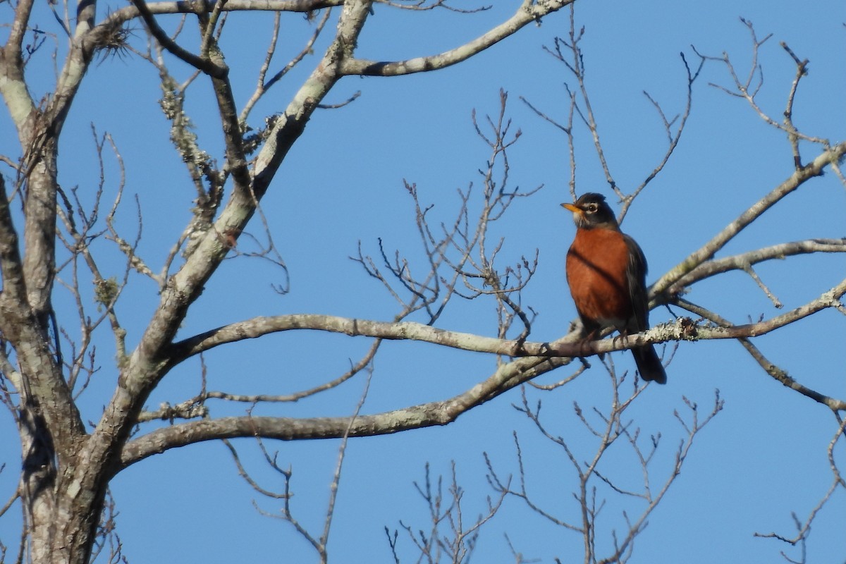 American Robin - ML628842111
