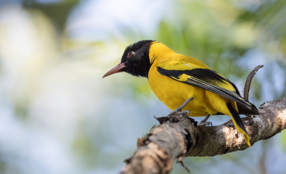 Black-hooded Oriole - ML628842117