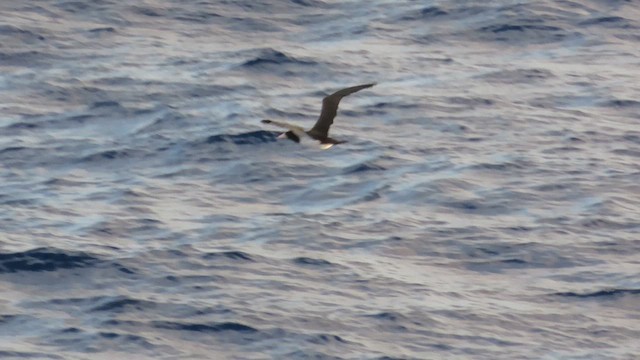 Brown Booby - ML628842148