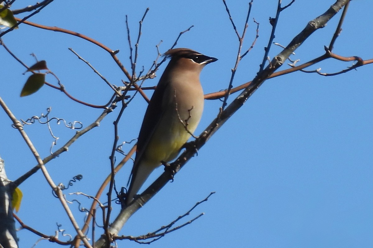 Cedar Waxwing - ML628842159