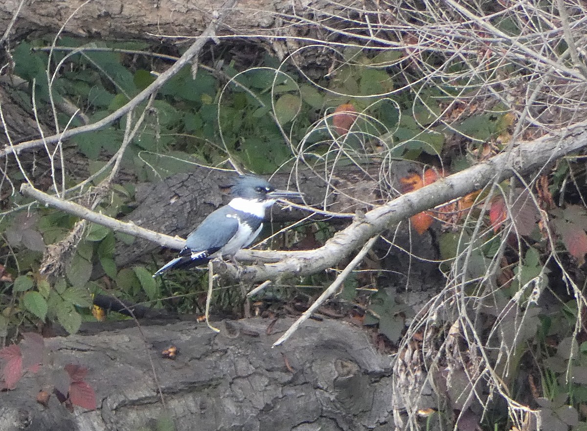 Belted Kingfisher - ML628842221