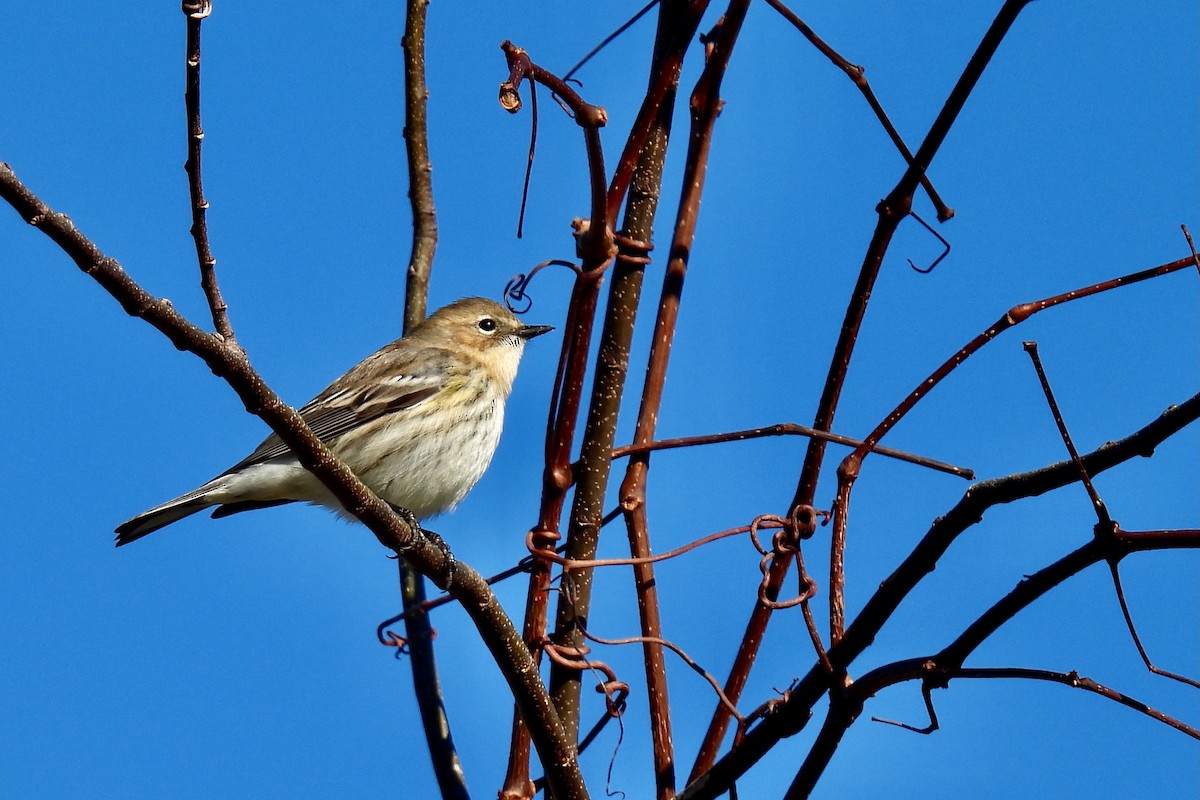 Yellow-rumped Warbler - ML628842226