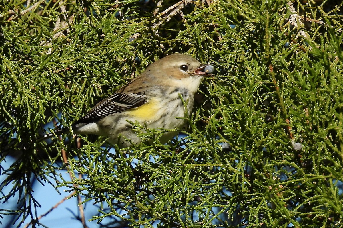 Yellow-rumped Warbler - ML628842227