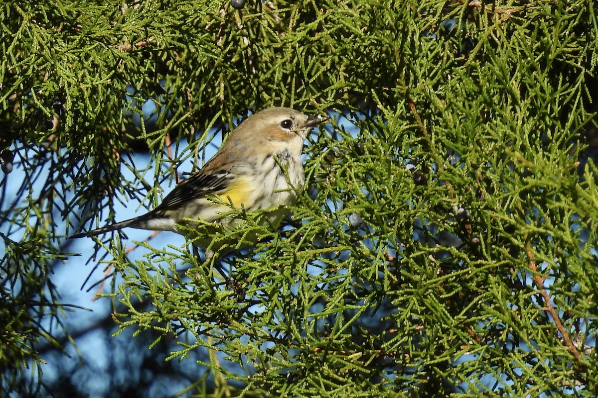 Yellow-rumped Warbler - ML628842228