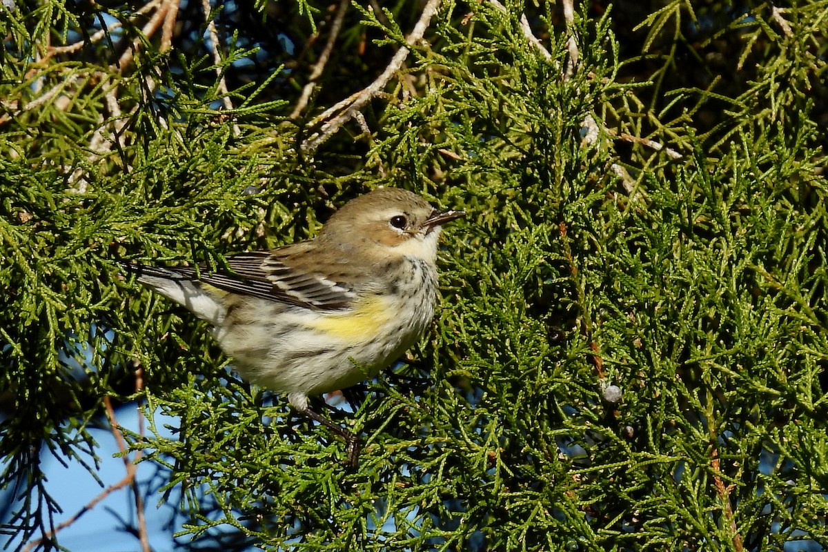 Yellow-rumped Warbler - ML628842229