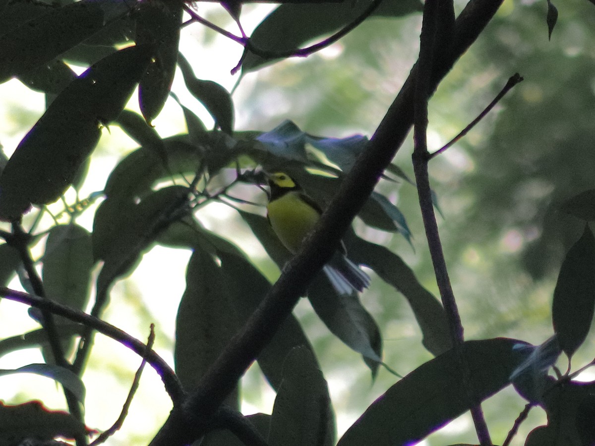 Hooded Warbler - ML628842321