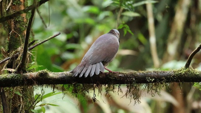 White-throated Quail-Dove - ML628842323
