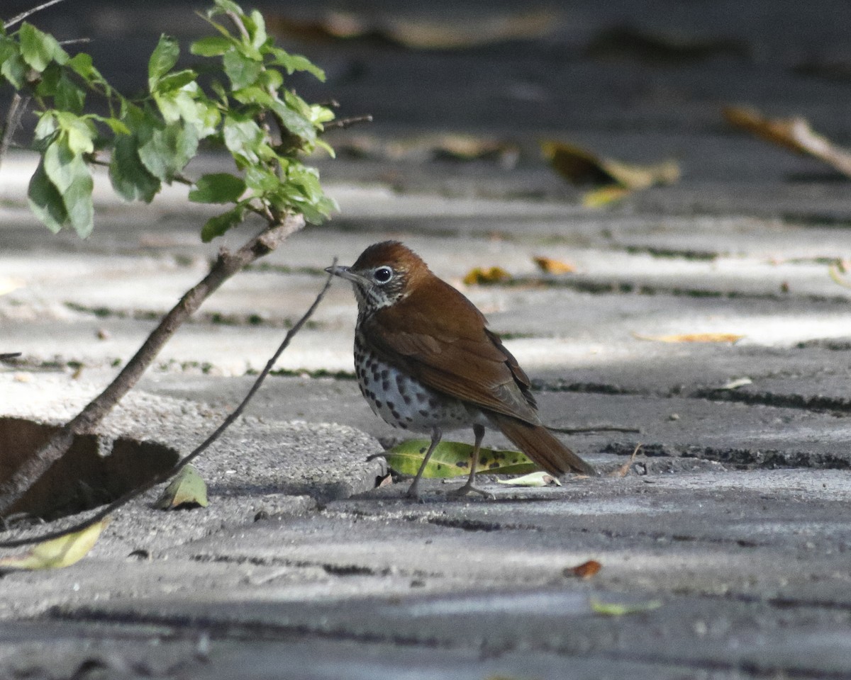 Wood Thrush - ML628842327