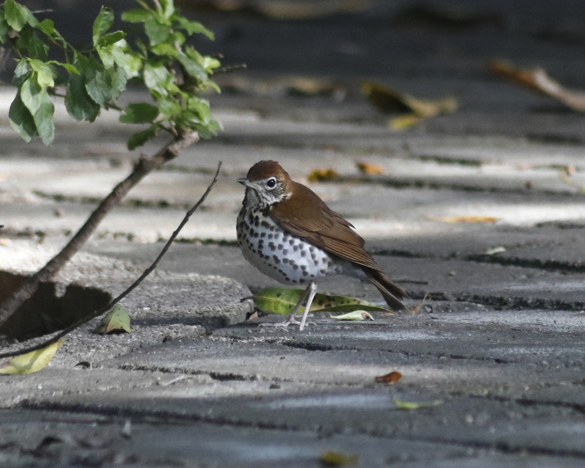 Wood Thrush - ML628842328