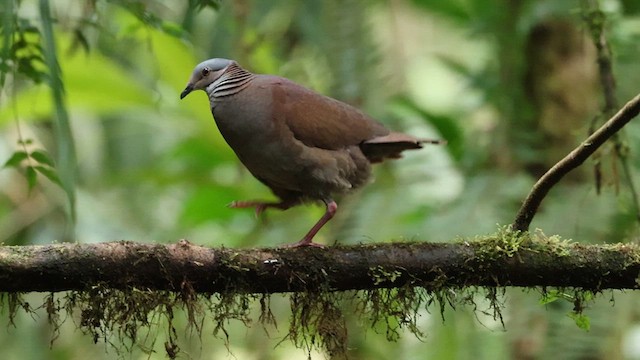 White-throated Quail-Dove - ML628842351