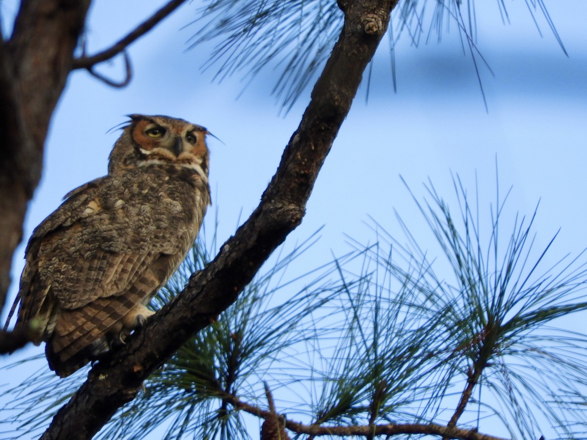 Great Horned Owl - Maggie swetkoff