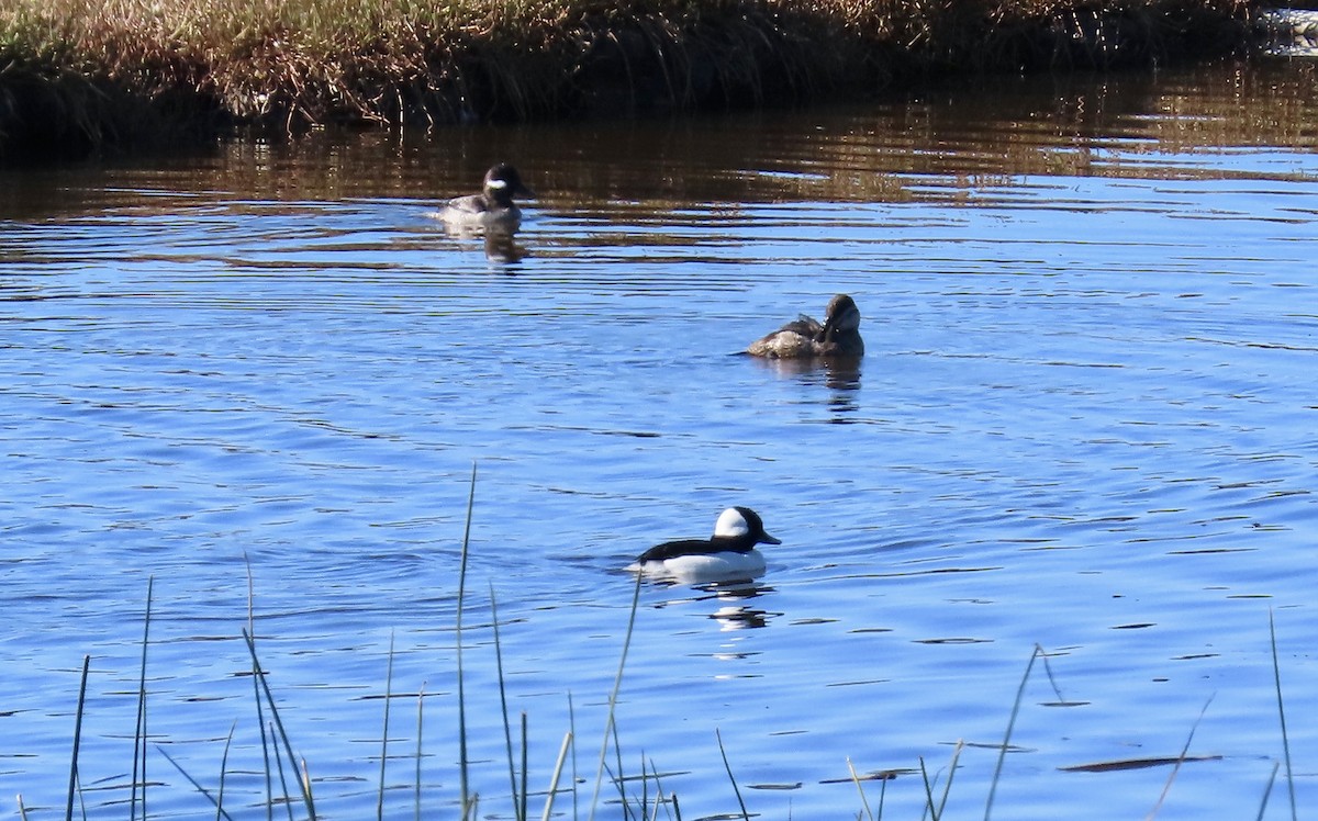 Bufflehead - ML628843053
