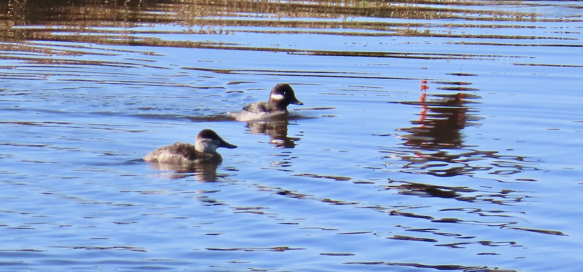 Ruddy Duck - ML628843056