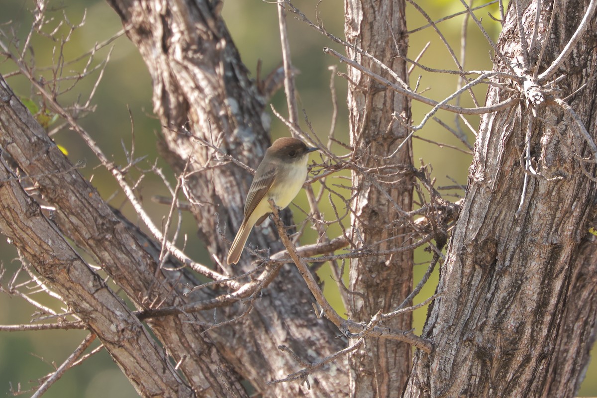 Eastern Phoebe - ML628843148